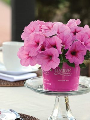 Easy Wave Pink Passion Petunia