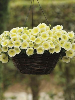 Easy Wave Yellow Petunia