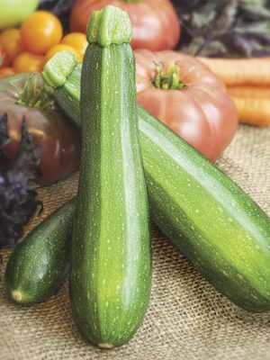 Endeavor Summer Squash