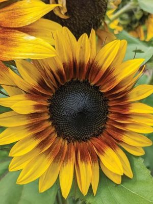 Firecracker Sunflower
