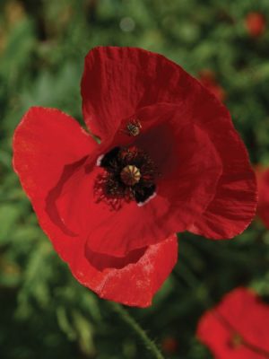 Flanders Poppy