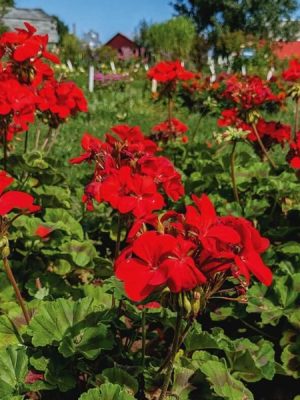 Geranium Pinto Deep Red Seeds