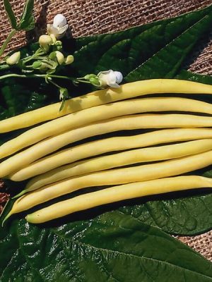 Gold Rush Yellow Bean