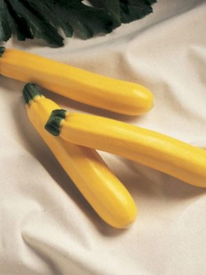 Golden Delight Summer Squash