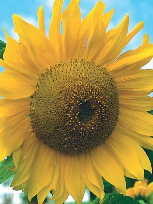 Grey Stripe Sunflower