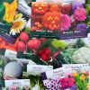 Cilantro Organic Seeds, Halifax Seed - Image 2