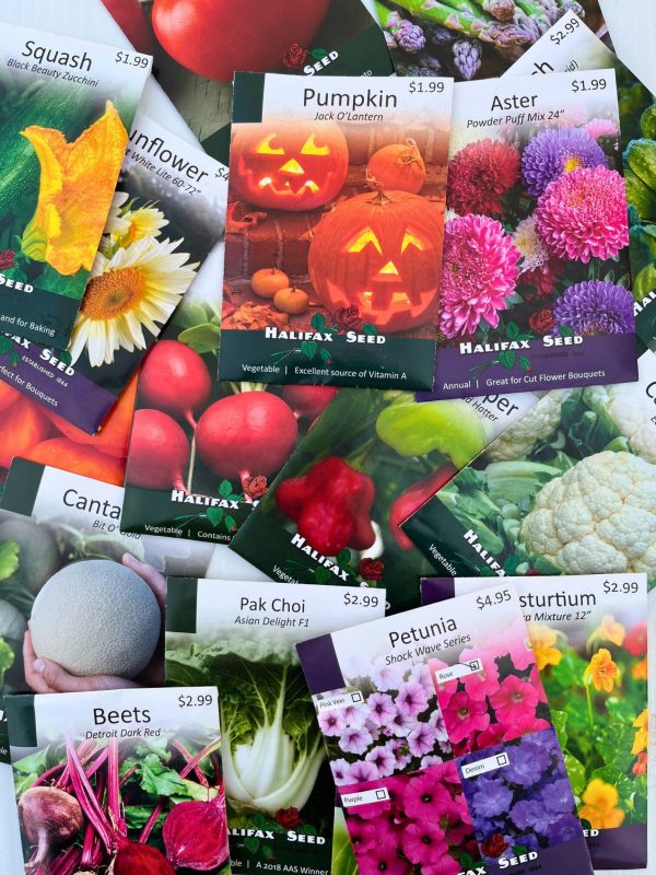 Cilantro Organic Seeds, Halifax Seed - Image 2