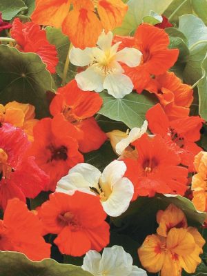 Jewel Mix Nasturtium
