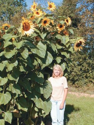 Kong Sunflower