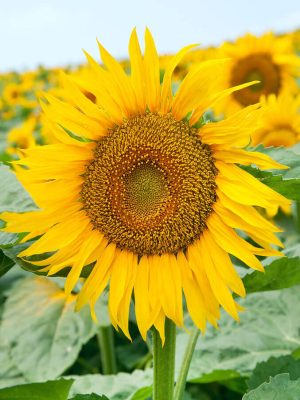 Large Grey Striped Sunflower