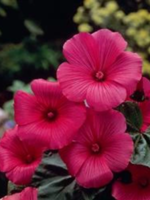 Lavatera Ruby Regis