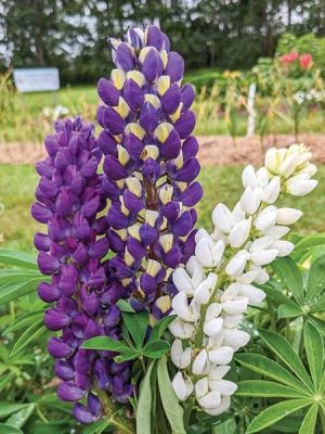 Lupini Mix Lupins
