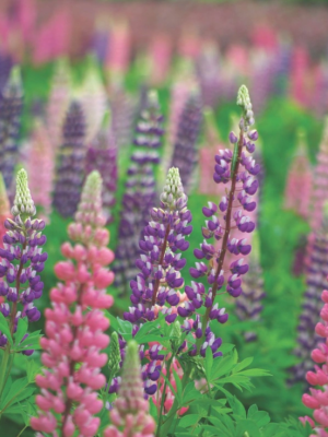 Lupins Russell Hybrid Mix