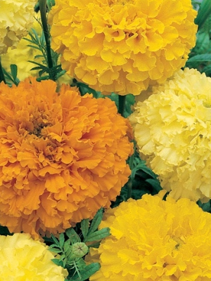Marigolds Crackerjack Seeds
