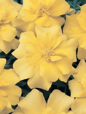 Marigold Durango Yellow Seeds