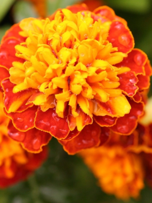 Marigolds Petite Mix