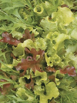 Mild Mesclun Mix Greens