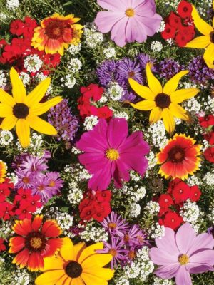 Monarch Butterfly Garden Mix