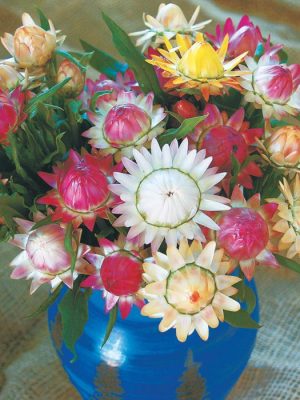 Monstrosum Mixed Strawflower