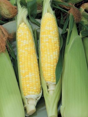 Montauk Corn