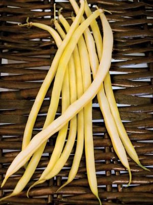 Monte Gusto Pole Bean
