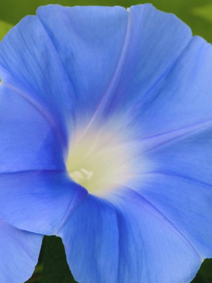 Morning Glory Clarks Heavenly Blue