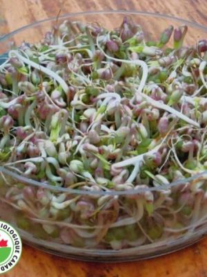 Mung Bean Organic Sprouts