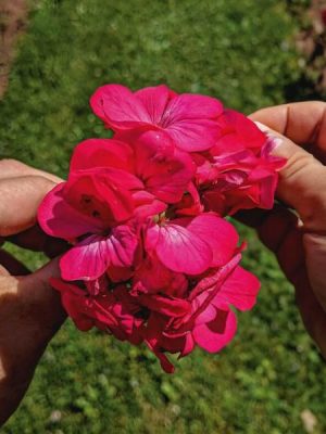 Pinto Deep Rose Geranium