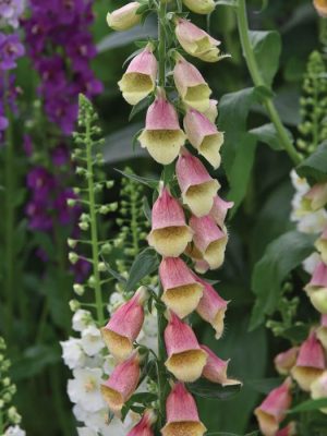 Polkadot Polly Foxglove