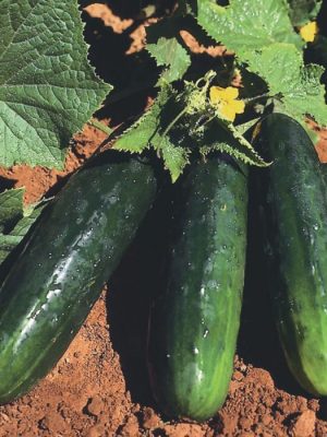 Raider Cucumber