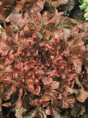 Red Salad Bowl Lettuce