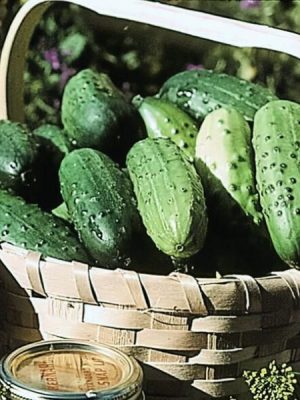 Regal Cucumber