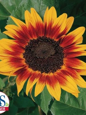 Ring of Fire Sunflower