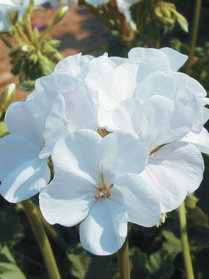 Ringo 2000 White Geranium