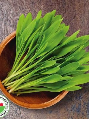 Popcorn Organic Shoots