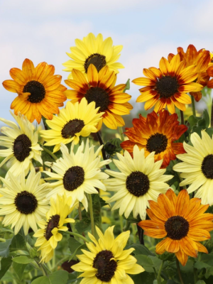 Sunflower Soluna Mix