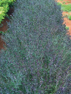 Summer Savory