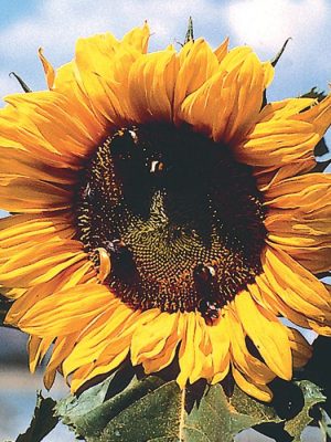 Sunflower Giganteus Seeds