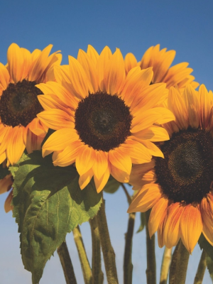 Sunflowers Soraya Seeds