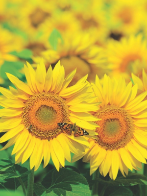 Sunflower Sunspot Dwarf