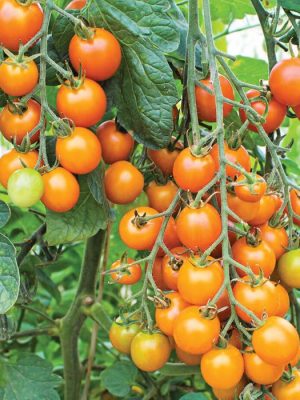 Sungold Tomato