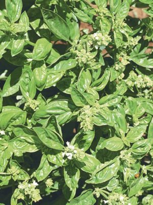 Sweet Basil