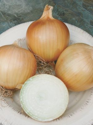 Talon Onion