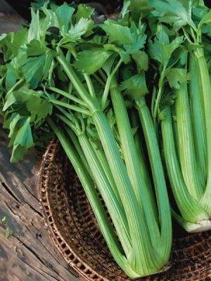 Tango Celery