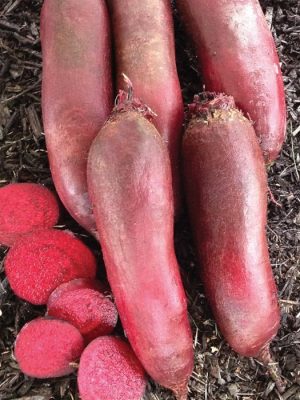 Taunus Beet Seeds