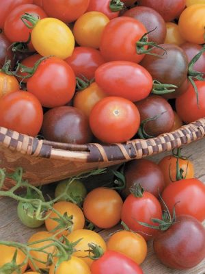 Veseys Mosaic Mix Tomato