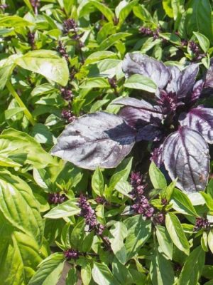 Veseys Basil Blend
