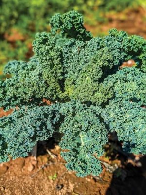 Winterbor Kale