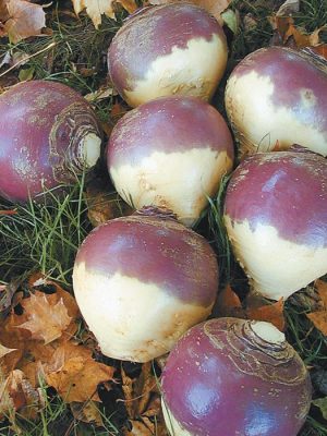 York Rutabaga