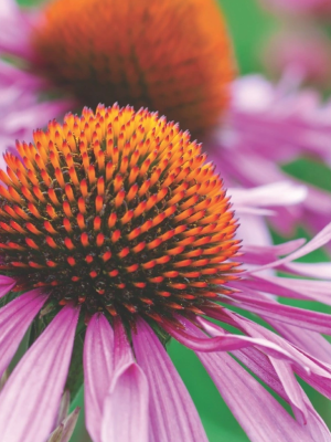 Coneflower Purple